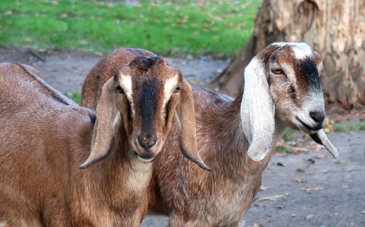 Types of Goat Breeds from A-Z For Your Farm | Reformation Acres