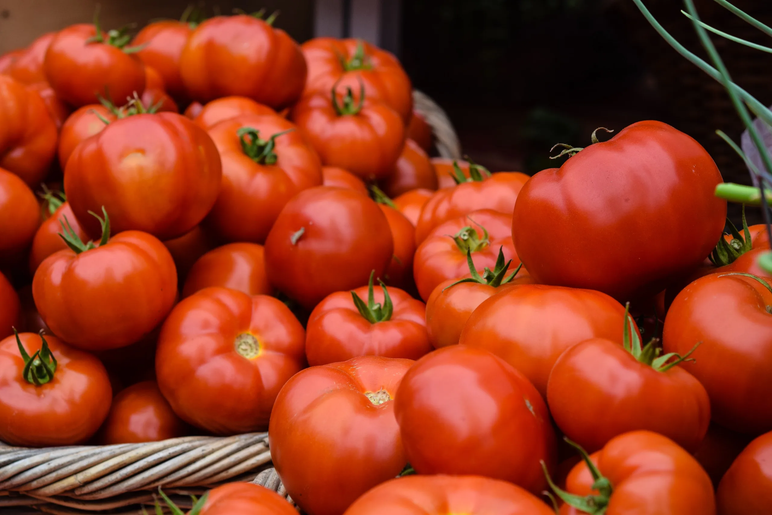 how-to-plant-tomatoes-that-will-yield-the-fruit-you-want