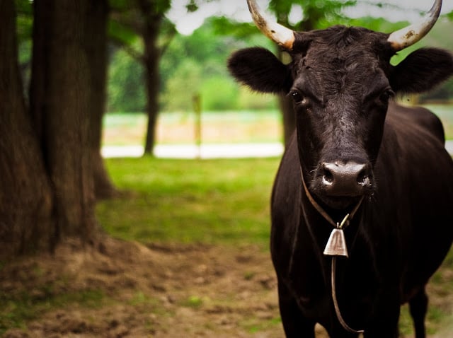 Raising dexter cattle on a farm or homestead