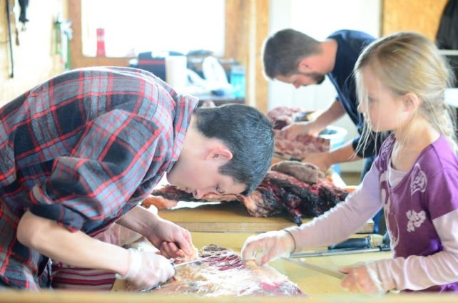People carefully disecting the beef - Butchering Beef on the Homestead