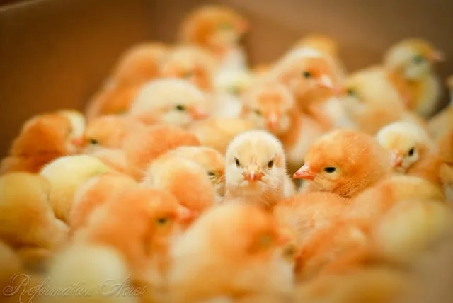 bunch of chicks