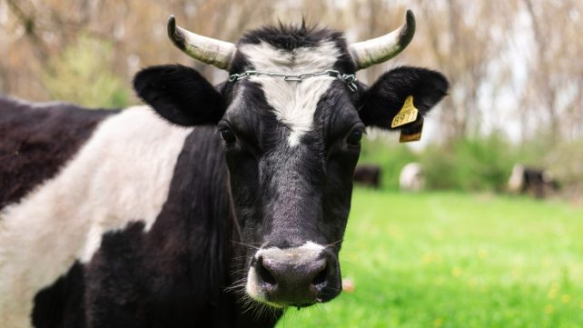 Bull calf cow 