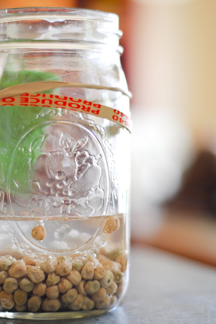 Chitting peas in a jar