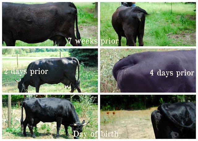 Observation on Calf Birth