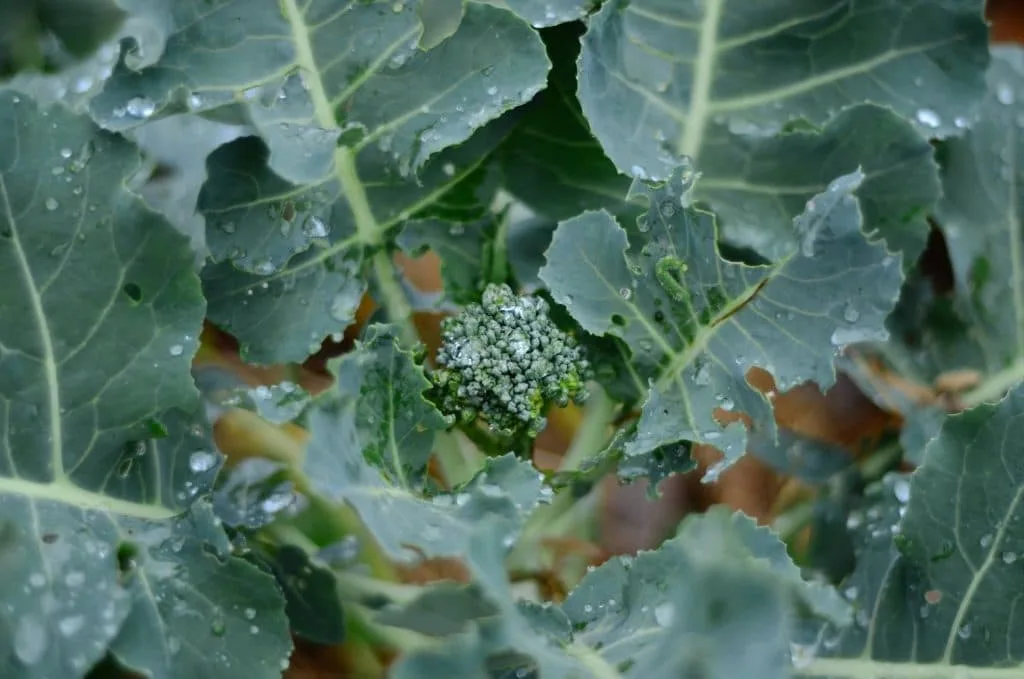 broccoli with water drops on them
