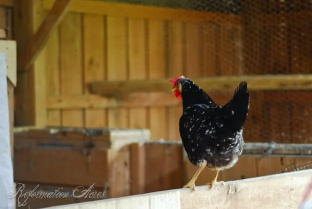 ancona chicken standing on fence ancona chickens, ancona chickens, ancona chicken breed profile
