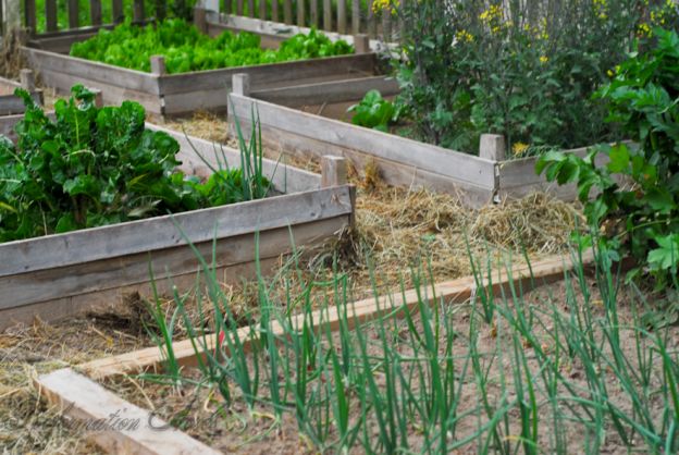 Want the Healthiest Vegetables? Use These Tips for your Garden Plans