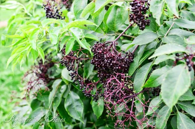 Elderberries on the vine ready for Syrup