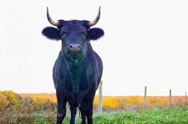 Homestead Beef Butchering cow standing in field