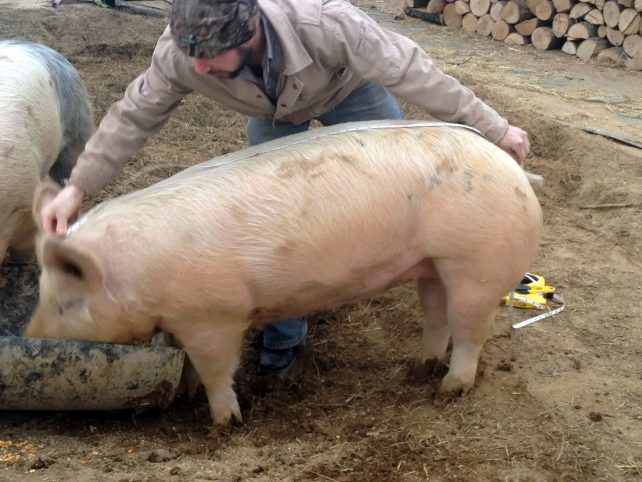 What Does My Pig Weigh? How to Estimate the Live Weight of a Hog