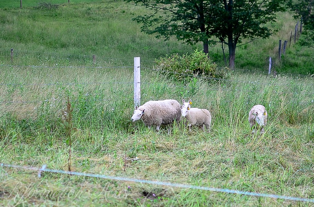 Learn how to improve your homestead pasture management with sheep. They help control weeds, add fertility, and more!