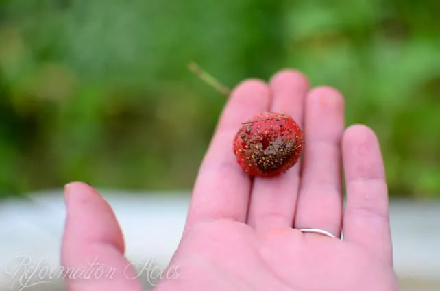 How To Keep Strawberries From Rotting