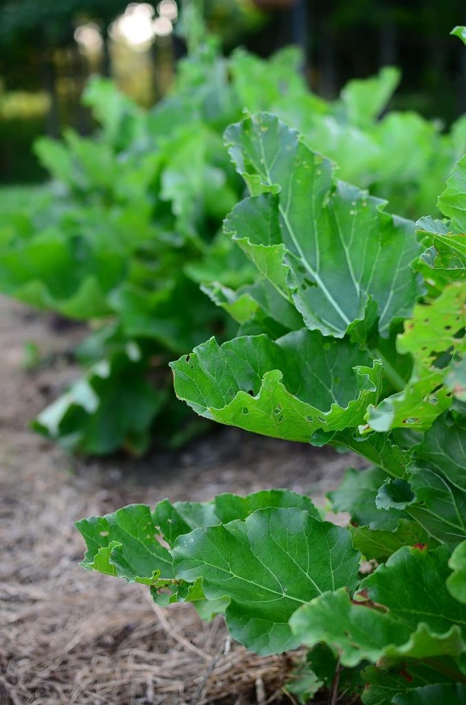 All-Natural, Organic Rhubarb Leaf Pesticide Spray