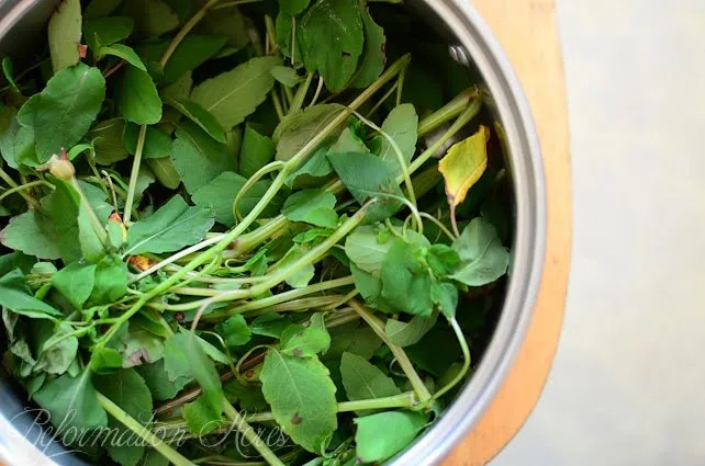 jewelweed greens in a bowl