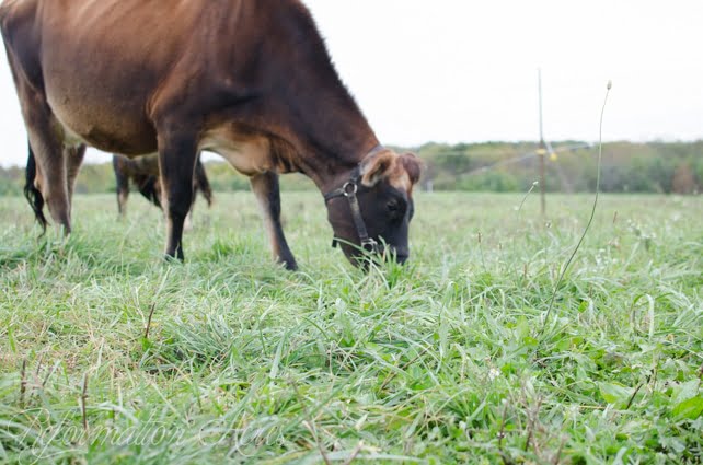 A cow eating grass