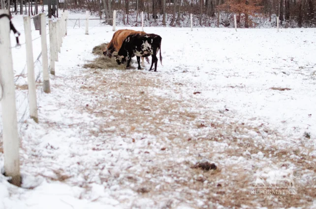 cows eating hay in pasture in snow