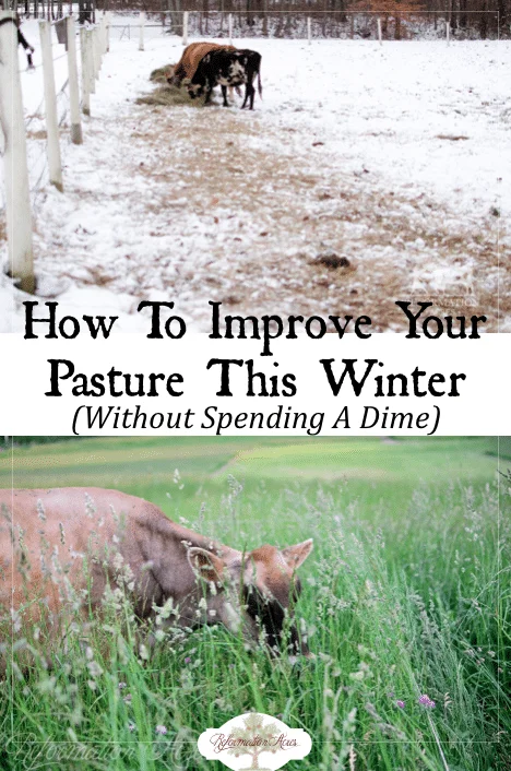 How to Improve & Reseed Your Pasture This Winter (For Free)
