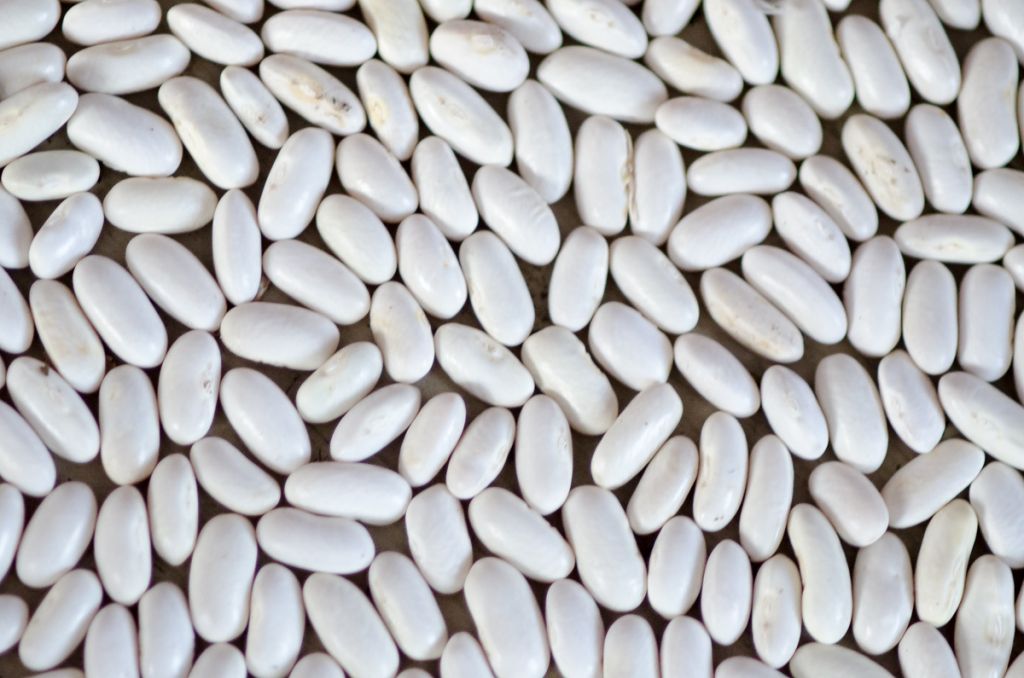 How to Save Heirloom Bean Seeds