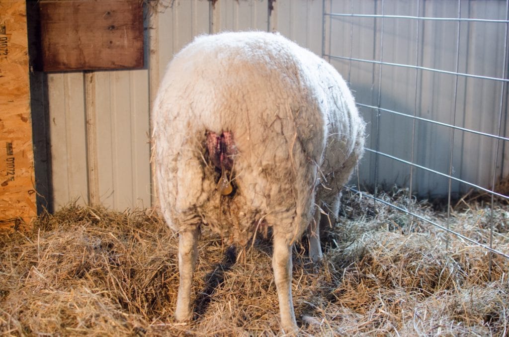 Lambing Season {2015} - signs of labor in Cheviot sheep