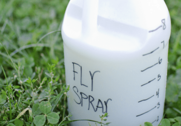 Homemade Fly Spray Recipe for Livestock