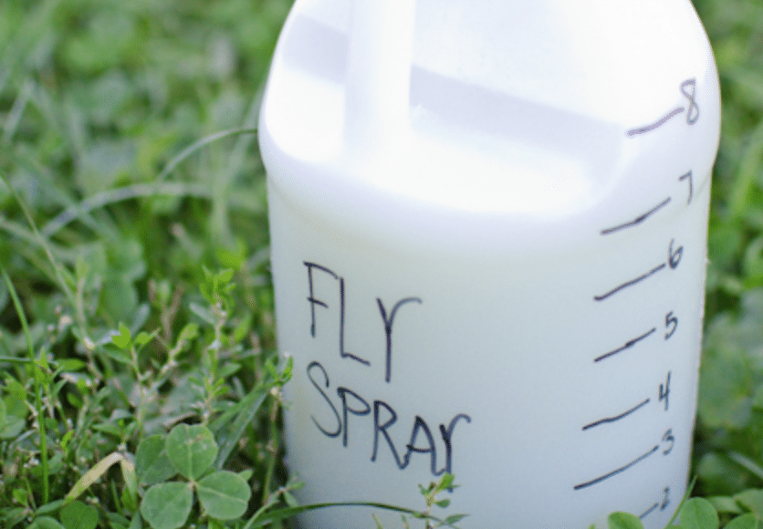 The Best Homemade Fly Spray