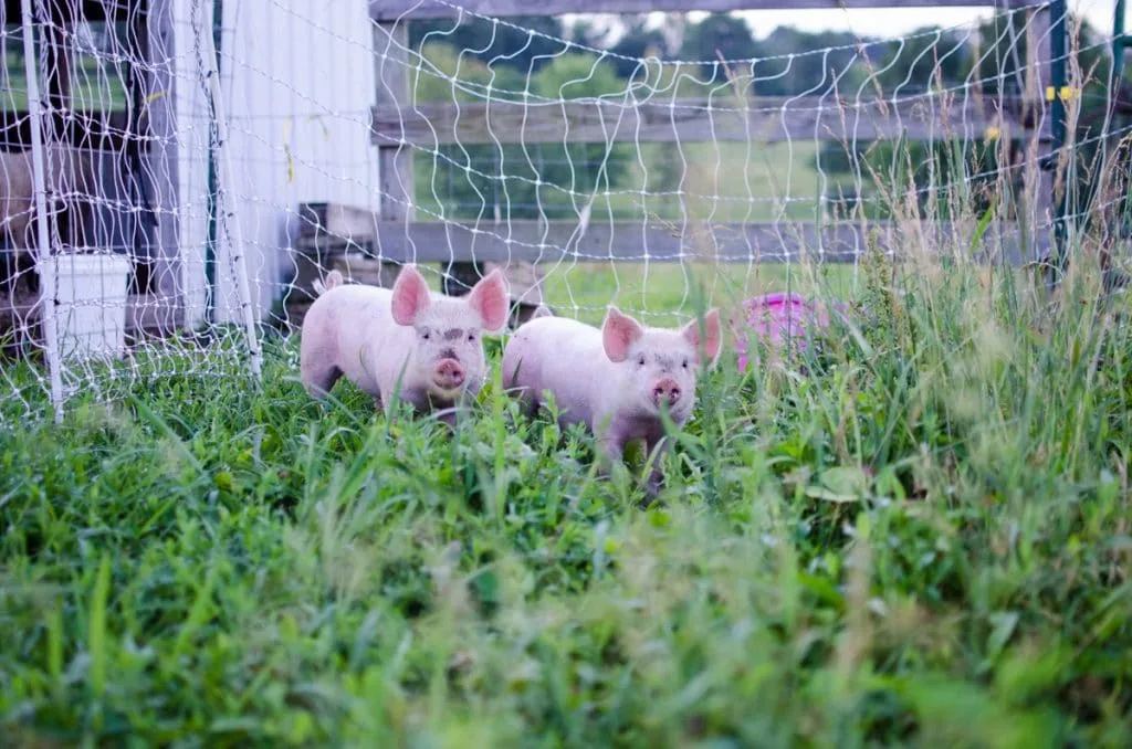 A Handy Guide to Choosing the Best Pig Breeds