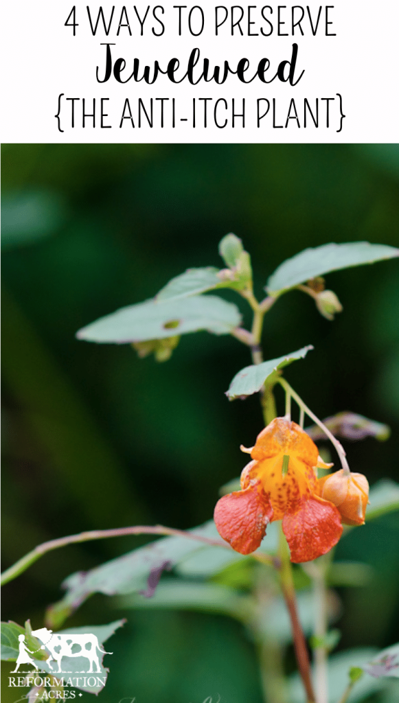 4 Ways To Preserve Jewelweed (The Anti-Itch Plant)