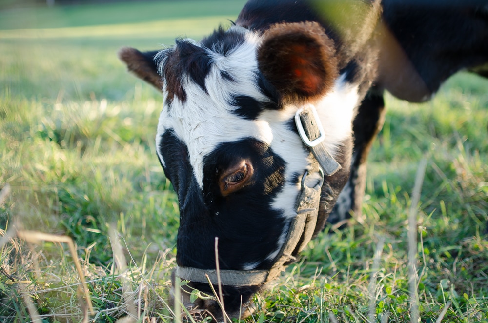 Keeping a Family Cow 101 (Everything You Want to Know)