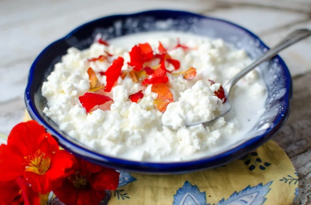 cottage cheese-2 It's so easy to learn how to make a cottage cheese recipe at home that is fresh, creamy, sweet, and tastes absolutely delicious!