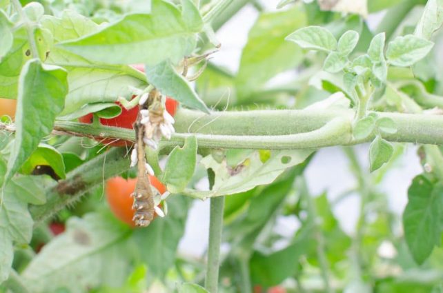 How to Spot and Kill Tomato Hornworms (Organically)