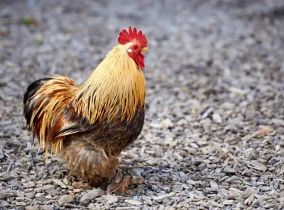 How to Choose Backyard Chicken Breeds