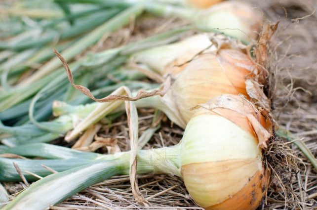 Learn How to Grow Onions from Seed to Harvest; Growing Onions from Seed