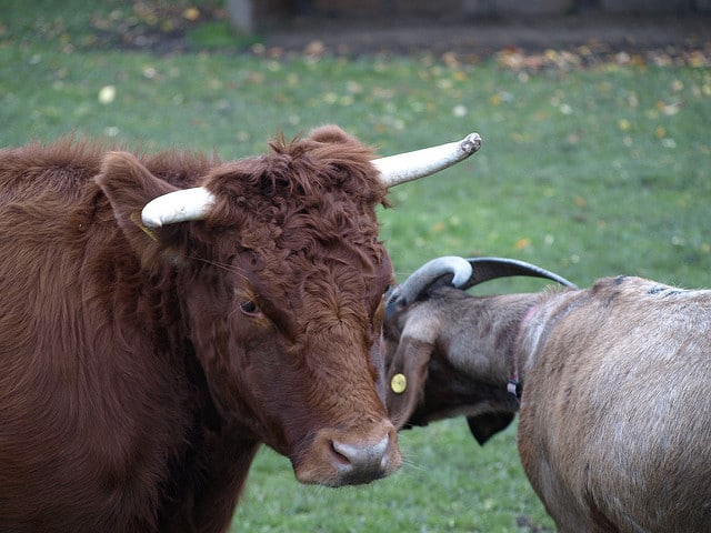 Cow vs Goat: Which Should You Raise on Your Homestead?