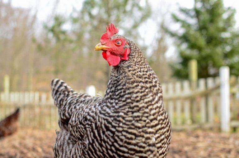 Barred Rock Chickens: Breed Profile