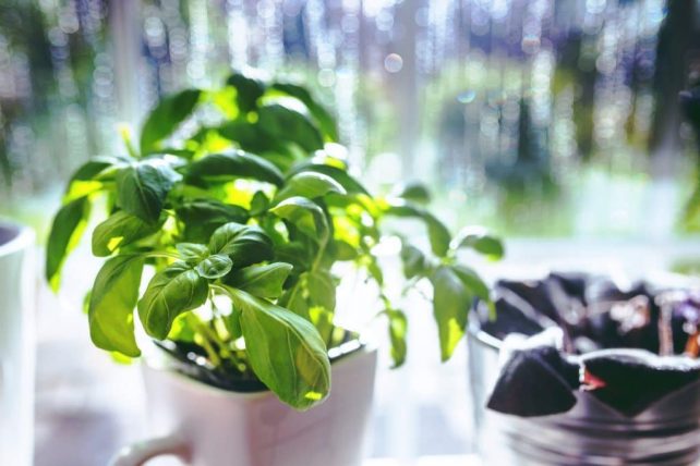 There are many herbs you could grow in your garden, but how to choose which ones? These tips will help beginner's choose what to plant in the herb garden.