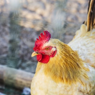 Free Chicken Feed Ideas -After I started raising backyard chickens, I learned feed isn't cheap! Here are 36 free chicken feed ideas to save money on the chicken feed bill!