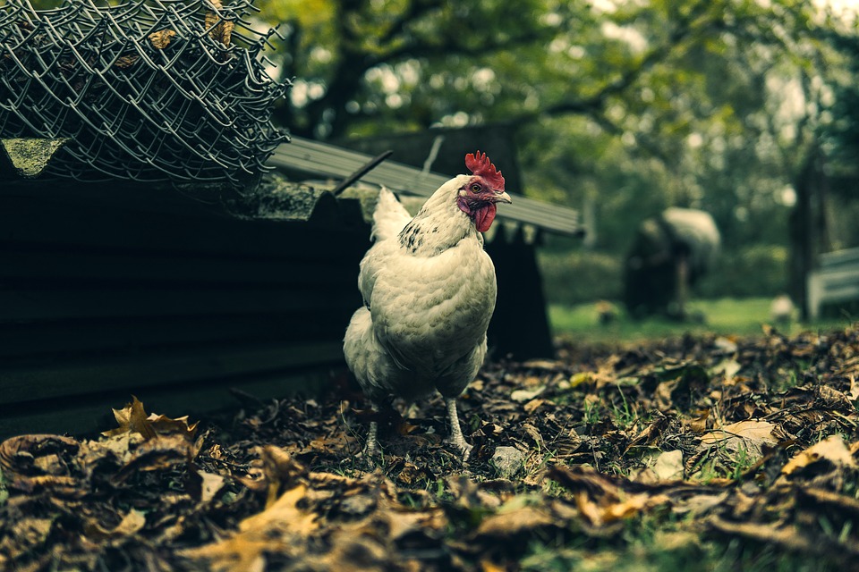 white hen in a chicken coop
