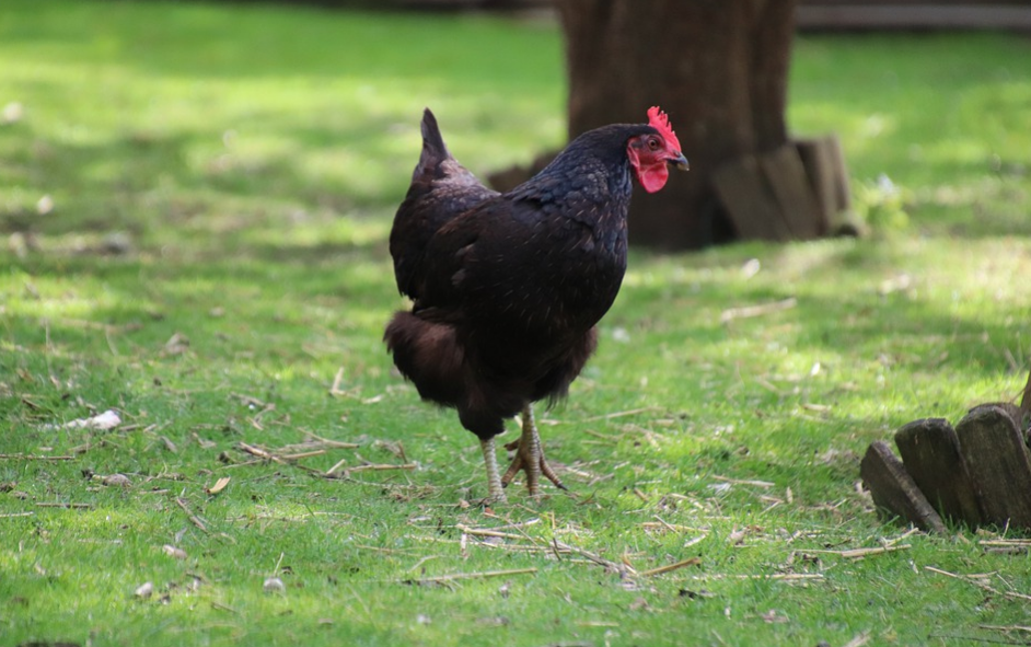 black chicken in the backyard