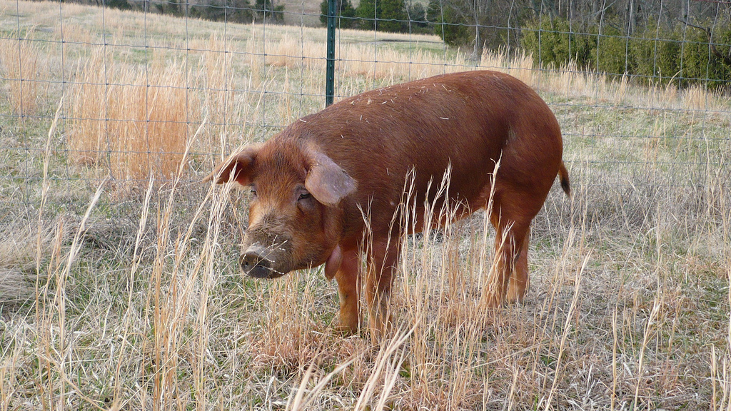 Red Wattle - pig breed