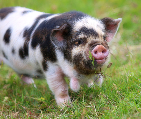 Pigs Butchering Stats in Farmstead
