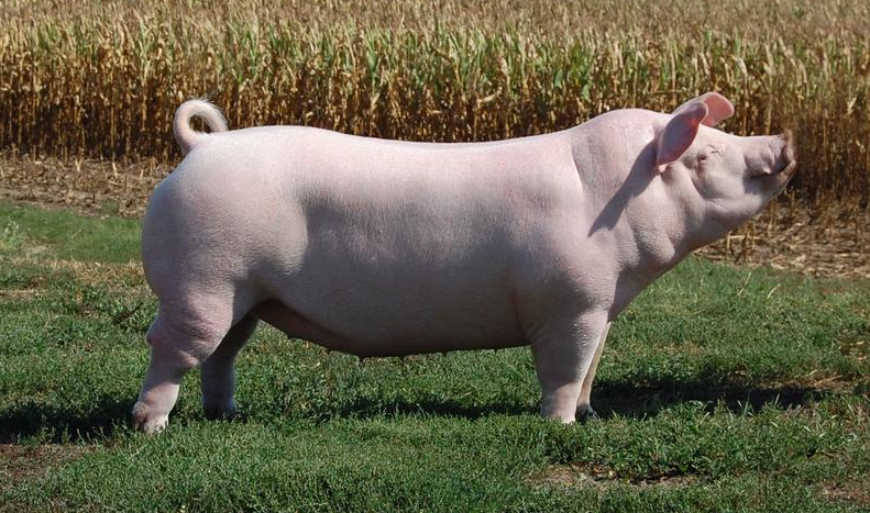 Chester White- pig breed