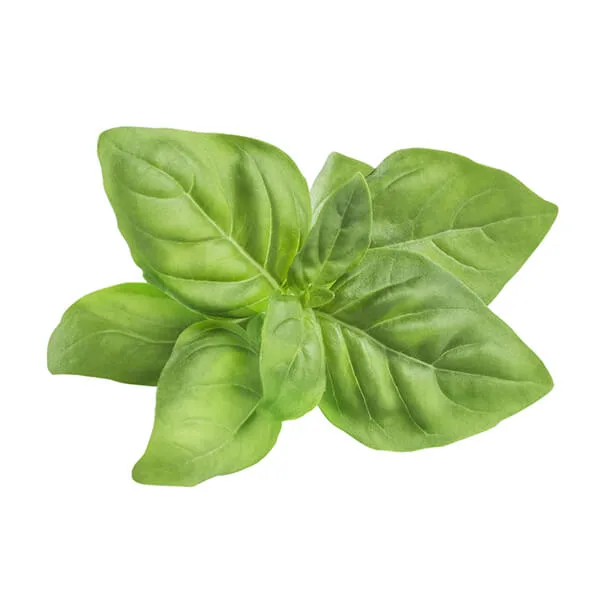 How to Preserve Basil in 3 Easy Ways?