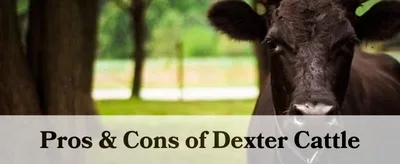 dexter cattle