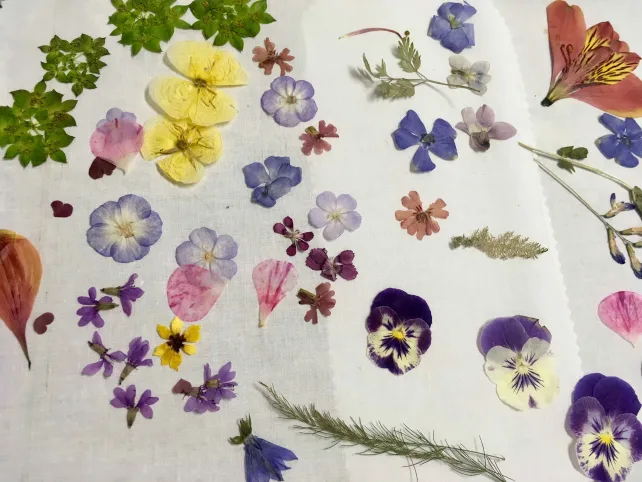 Pressed flowers spread out on cloth