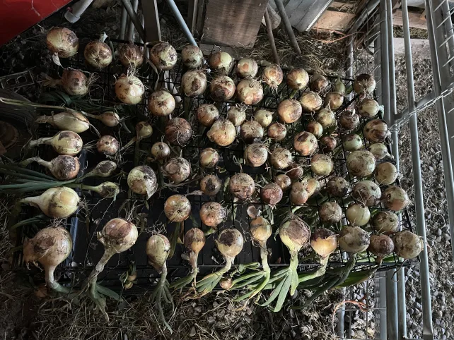 Onions grown from seed drying in a barn